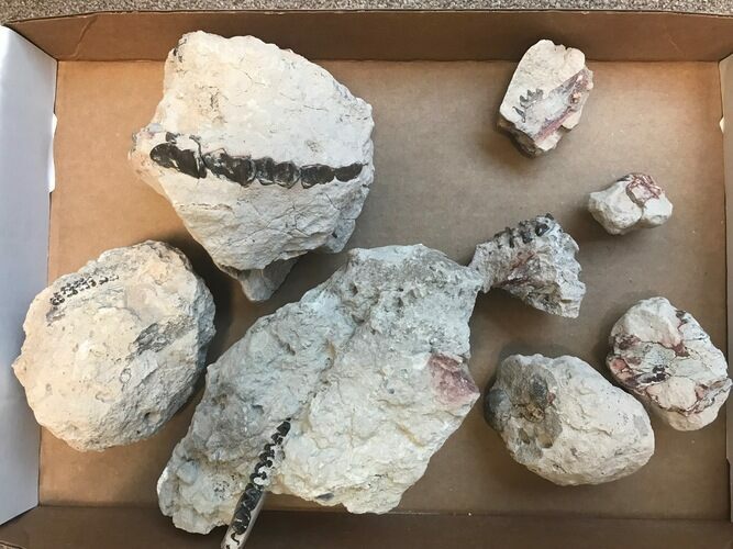 Unprepared White River Mammal Fossils #84740
